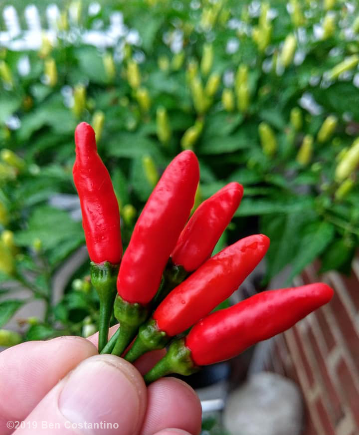 Urban gardening in Astoria Queens growing Tabasco peppers