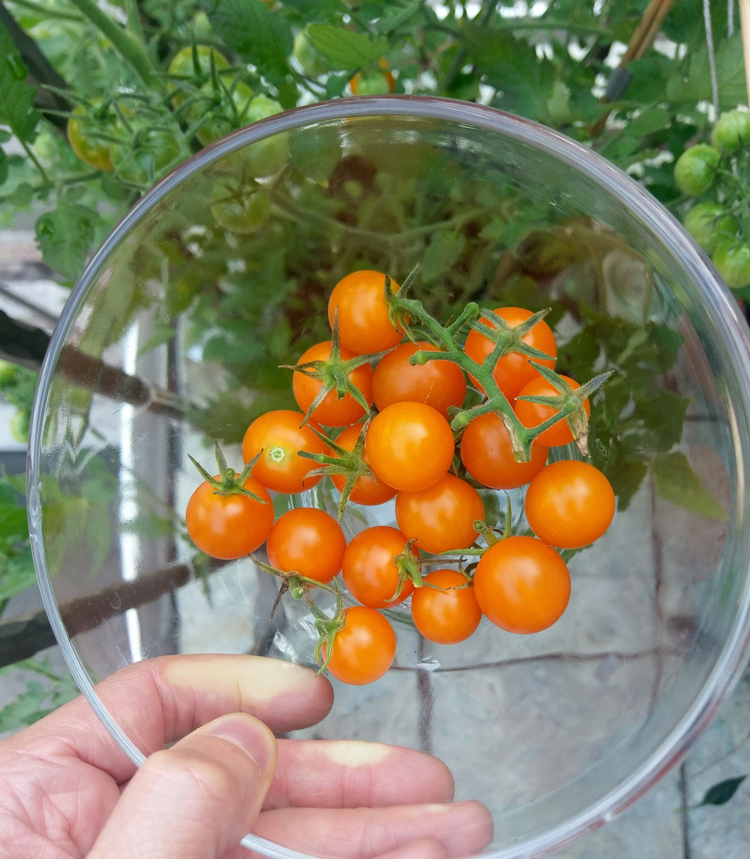 yellow cherry tomatoes for garden salad