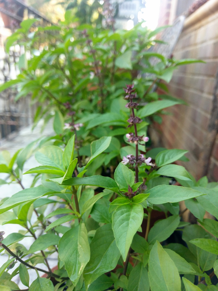 Thai basil