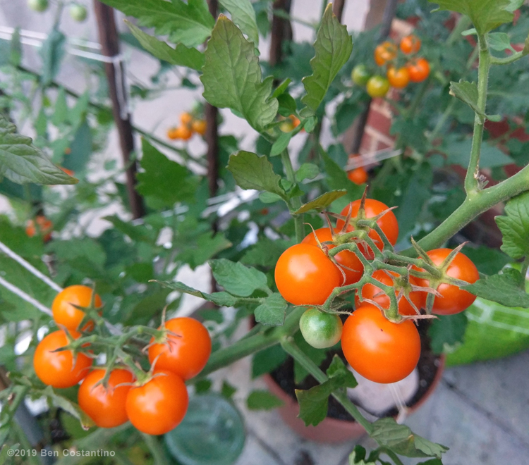 Urban gardening in Astoria Queens growing yellow cherry tomatoes
