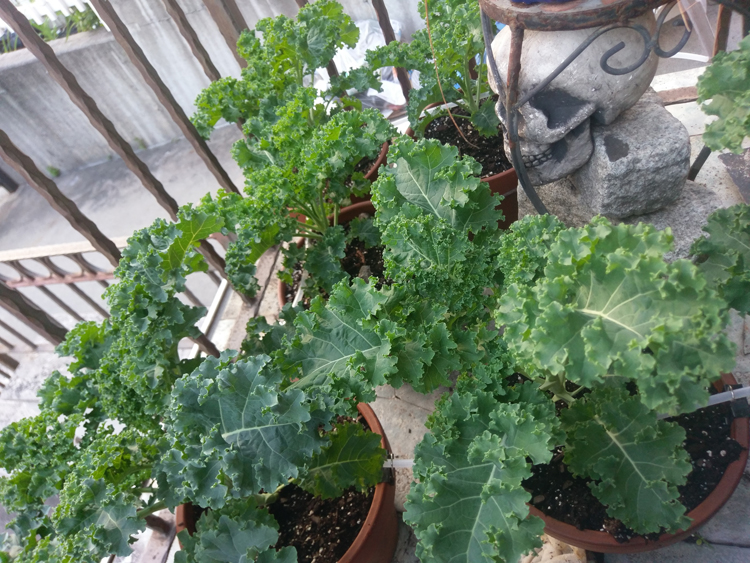 Urban gardening in Astoria Queens growing kale