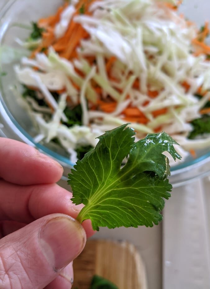 fresh cilantro being added to kale slaw