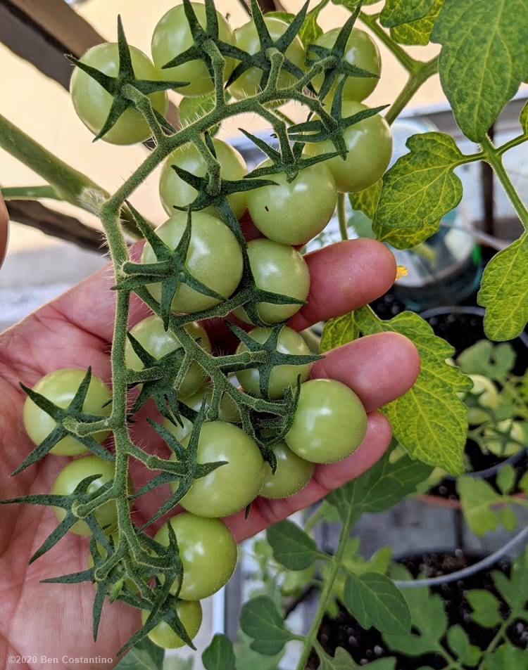homegrown unripe cherry tomatoes