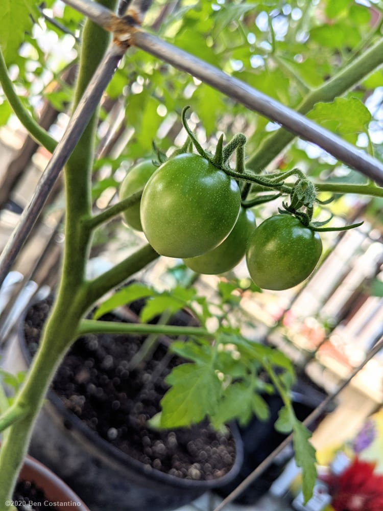 homegrown green cherry tomatoes
