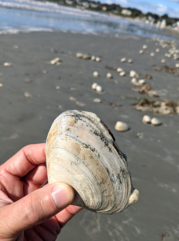 clams on the seashore in Newport, Rhode Islandshore