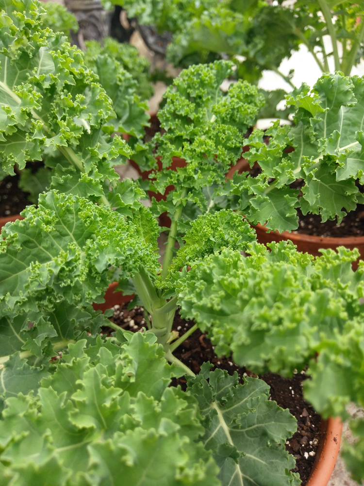 homegrown Kale
